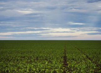 IBGE: São Desidério (BA) é o maior município agrícola do país em 2018