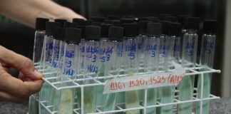 Combate à doença de Chagas terá investimento de US$ 20 milhões