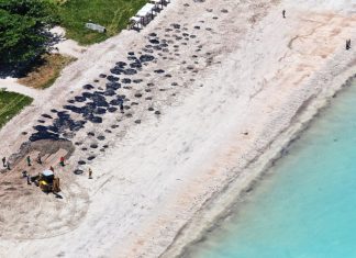 Governo notifica empresa do barco suspeito de ter vazado óleo