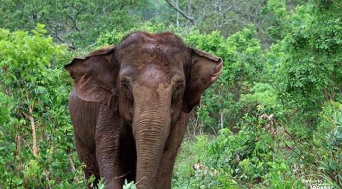Elefanta Ramba morre em santuário na Chapada dos Guimarães