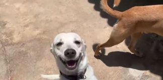Mais de 900 animais de rua foram atendidos pela prefeitura de Barueri em 2019
