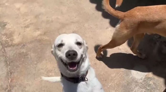 Mais de 900 animais de rua foram atendidos pela prefeitura de Barueri em 2019