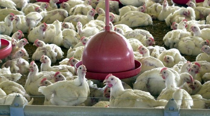 China reporta surto de gripe aviária