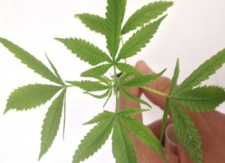 Anvisa aprova comercialização de primeiro produto à base de cannabis