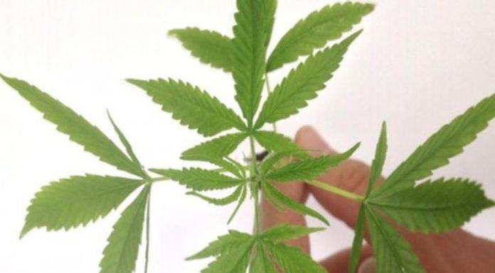 Anvisa aprova comercialização de primeiro produto à base de cannabis