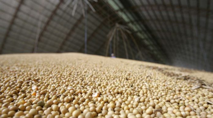 IBGE: safra de grãos deve fechar 2020 com alta de 2,3%