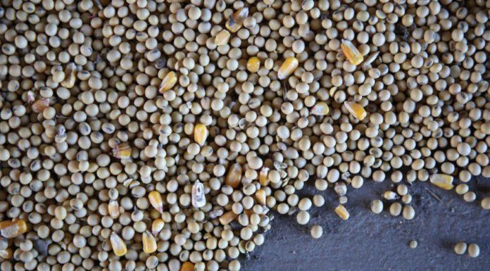 Agropecuária pode faturar R$ 703,8 bilhões em 2020, diz ministério