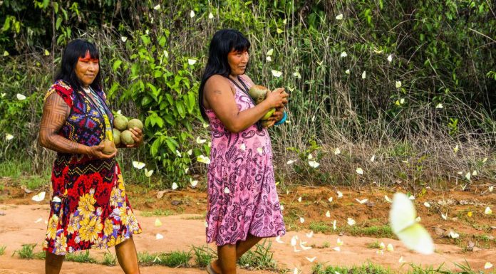 Covid-19 já atinge quase um terço das etnias indígenas, diz comitê
