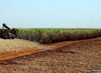 Estimativa de junho prevê safra recorde de 247,4 milhões de toneladas