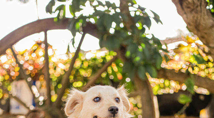 Prefeitura de Itapevi lança site pra adoção de pets