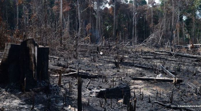 Desmatamento na Amazônia tem queda de 70% em janeiro, diz governo