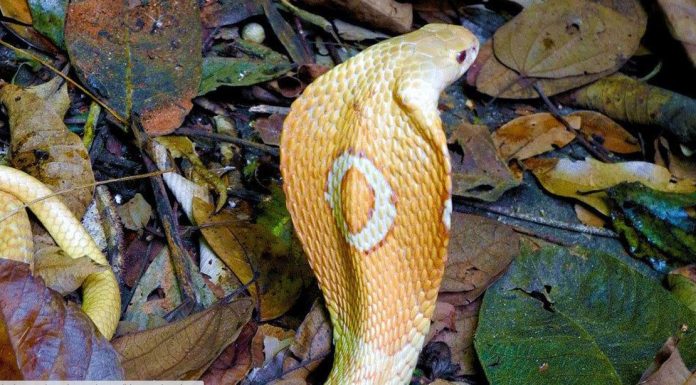Rapaz picado por cobra naja tem alta e polícia segue investigação