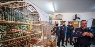 Guarda Municipal de Santana de Parnaíba realiza a apreensão de animais silvestres