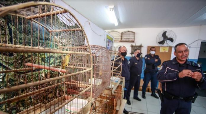 Guarda Municipal de Santana de Parnaíba realiza a apreensão de animais silvestres