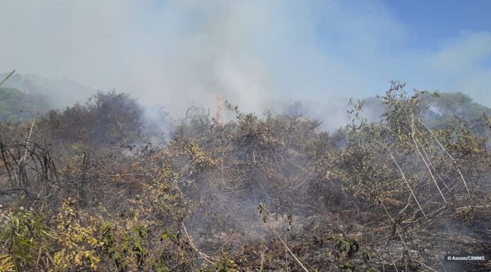 Incêndios em Mato Grosso do Sul aumentam 74% com relação a 2019