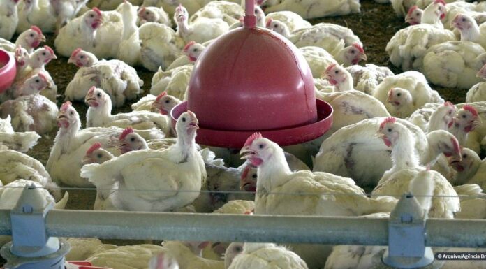 Hong Kong veta importação de frango de frigorífico brasileiro