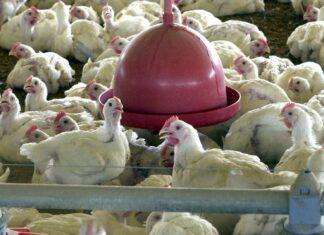 Brasil pede explicações à China sobre frango supostamente contaminado