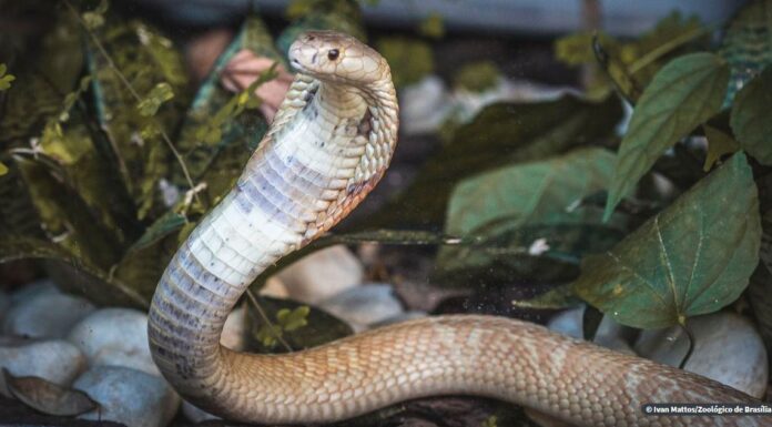 Ministério Público denuncia quatro pessoas no caso da cobra naja