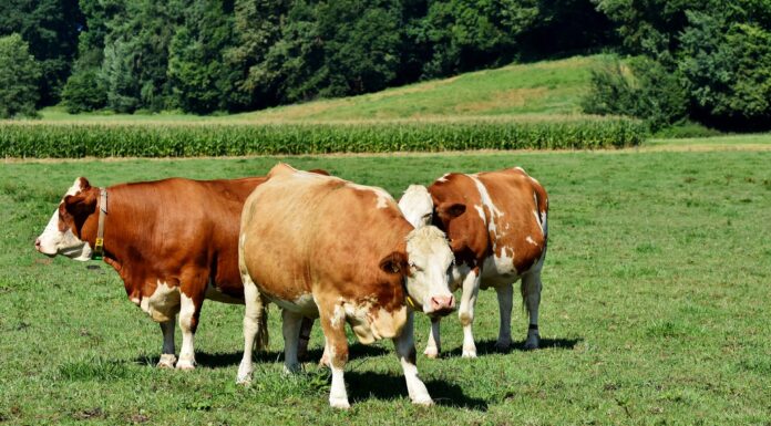 Vacinação contra febre aftosa já imunizou 166 milhões de animais