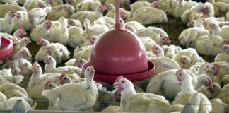 Brasil cobra retirada de embargo ao comércio de frango pelas Filipinas