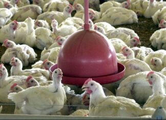 Brasil cobra retirada de embargo ao comércio de frango pelas Filipinas