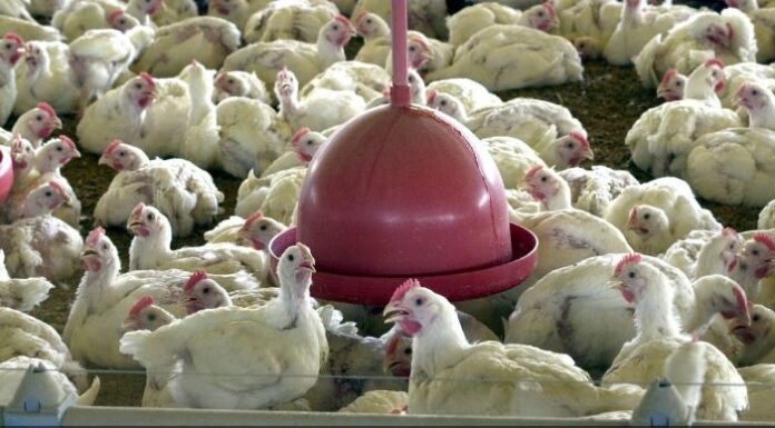 Brasil cobra retirada de embargo ao comércio de frango pelas Filipinas