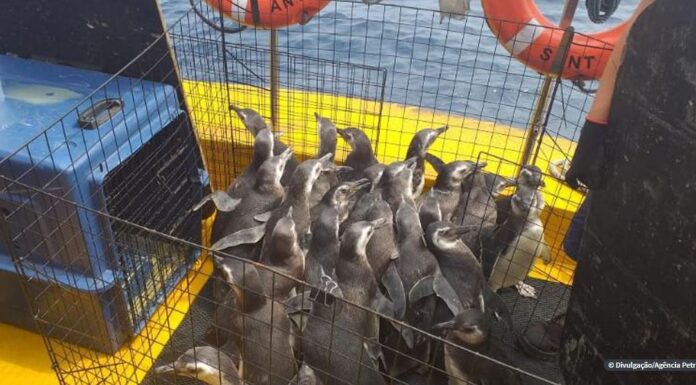 Projeto devolve à natureza 31 pinguins resgatados no litoral do país