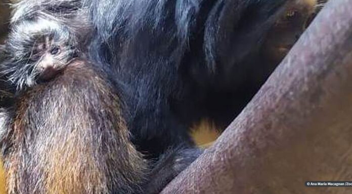 Zoológico de São Paulo comemora nascimento de dois micos-leões-pretos