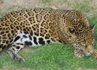 Onça-pintada ferida pelo fogo é reintroduzida na natureza no Pantanal