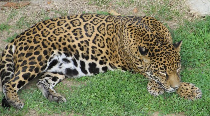 Onça-pintada ferida pelo fogo é reintroduzida na natureza no Pantanal