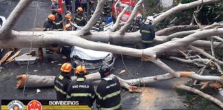 Queda de árvore mata mulher atingida dentro de carro em São Paulo