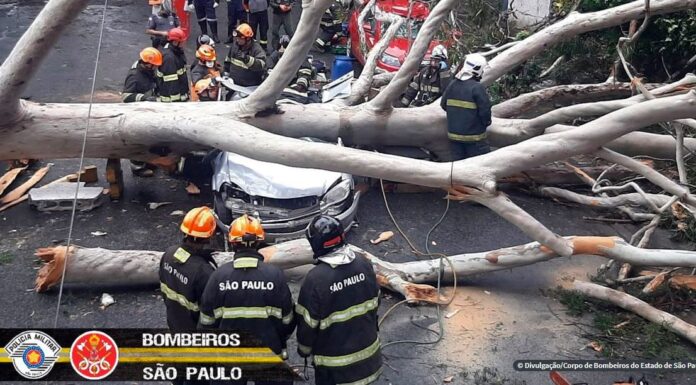 Queda de árvore mata mulher atingida dentro de carro em São Paulo