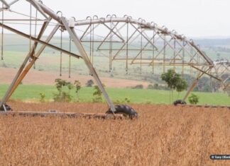 Governo afirma que soja brasileira não “exporta desmatamento”