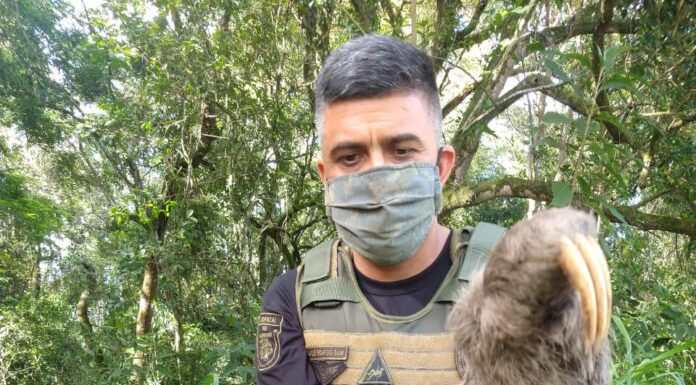 Bicho-preguiça é resgatado de casa em Guarulhos