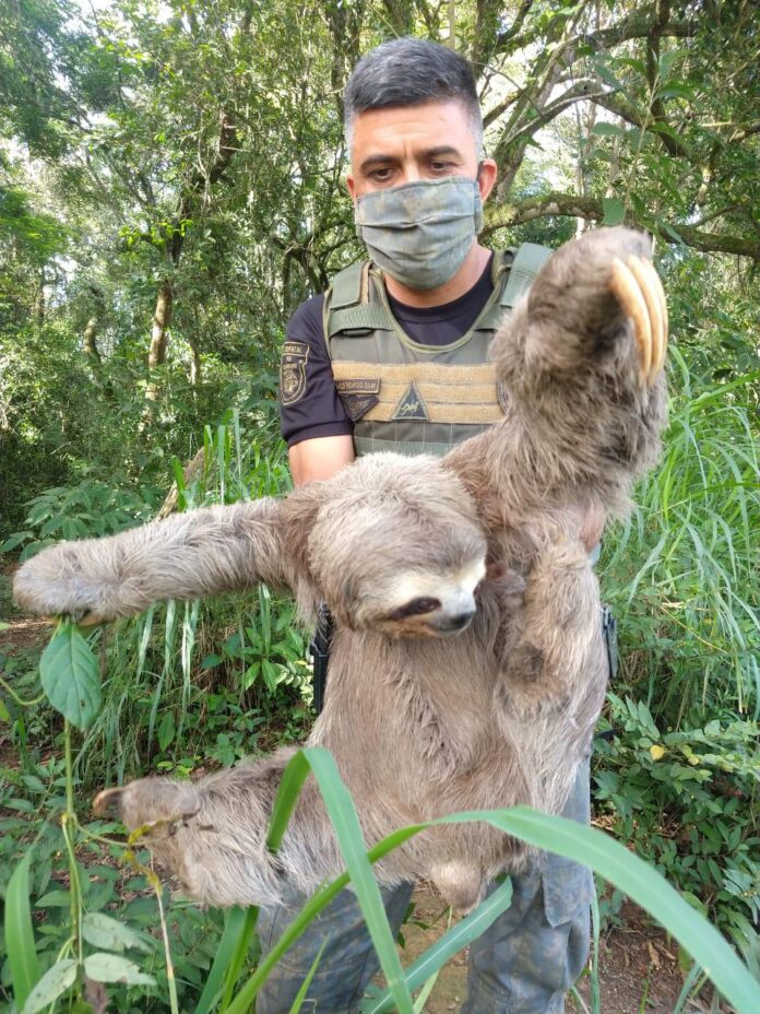 Bicho-preguiça resgatado em Guarulhos