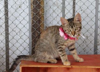 Animais especiais resgatados em Brumadinho aguardam adoção responsável