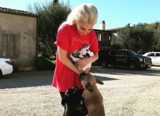Cães de Lady Gaga são roubados em Hollywood e cantora oferece meio milhão de dólares por resgate
