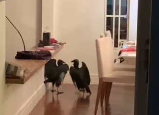 Urubus invadem casa e assustam moradores ao “brigar” na sala de estar em SP; Vídeo