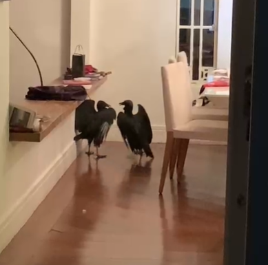 Urubus invadem casa e assustam moradores ao “brigar” na sala de estar em SP; Vídeo