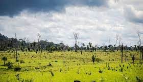 PF deflagra operação contra crimes ambientais na divisa entre AC e AM