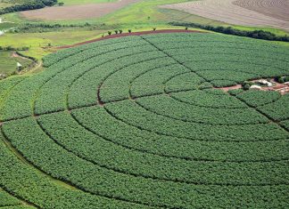 IBGE: previsão da safra 2021 é de 263,1 milhões de toneladas