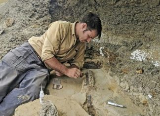 Pesquisadores descobrem fóssil de mamífero de 74 milhões de anos