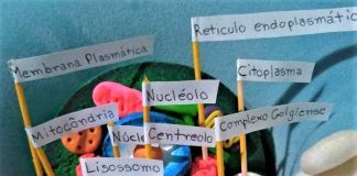 Atividades de ciências resultam em videoaula sobre células