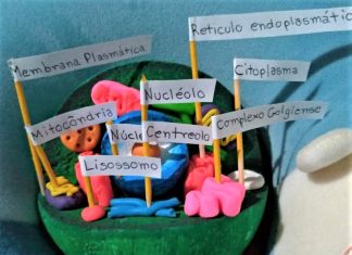 Atividades de ciências resultam em videoaula sobre células