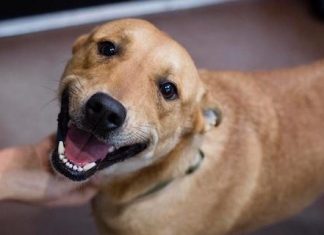 Feira de adoção de cães é realizada no Metrô de São Paulo
