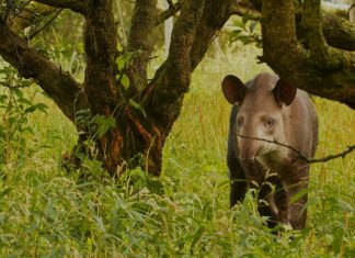 Filhotes gêmeos de anta são descobertos pela 1ª vez na natureza