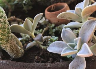 Pandemia e isolamento aumentam procura por cultivo de plantas em casa