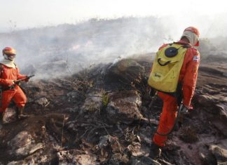 Ibama é autorizado a contratar temporariamente 1.659 profissionais