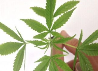 Anvisa autoriza produto à base de cannabis em projeto com a Fiocruz