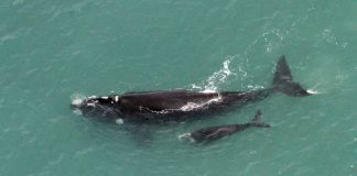 Baleia-franca nascida no Brasil é vista nas Ilhas Geórgia do Sul